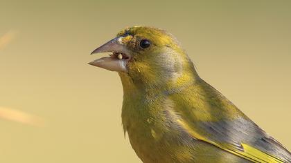 European Greenfinch
