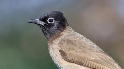 White-spectacled Bulbul