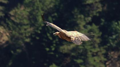 Griffon Vulture