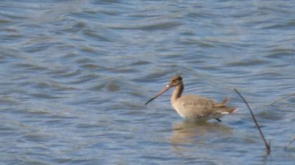 Black-tailed Godwit