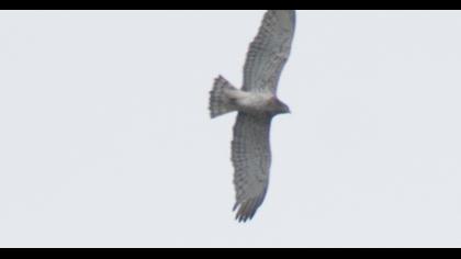 Short-toed Snake Eagle