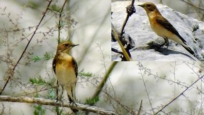 Black-eared Wheatear