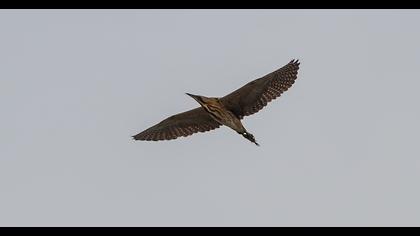 Eurasian Bittern