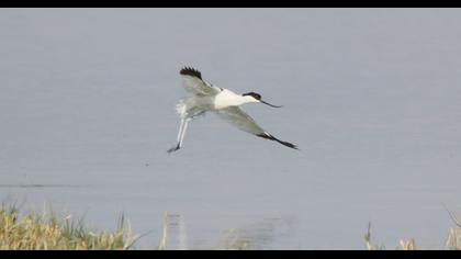 Pied Avocet