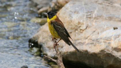 Black-headed Bunting
