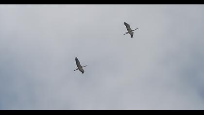 Common Crane