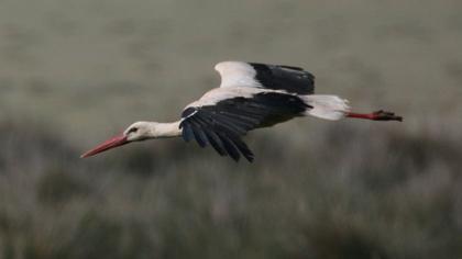 White Stork