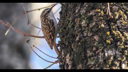 Short-toed Treecreeper