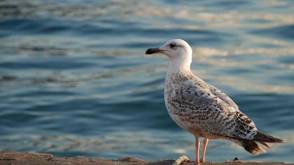 Yellow-legged Gull