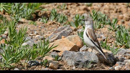 White-winged Snowfinch