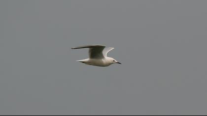 Slender-billed Gull