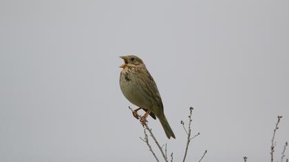 Corn Bunting