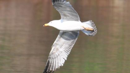 Yellow-legged Gull
