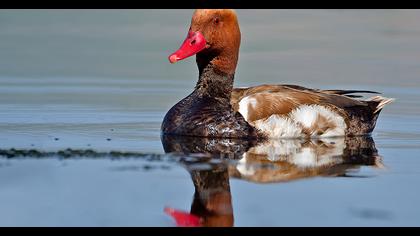 Red-crested Pochard