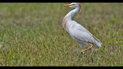 Western Cattle Egret