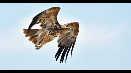 Eastern Imperial Eagle
