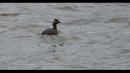 Karaboyunlu batağan