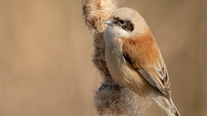 Eurasian Penduline Tit