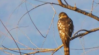 Eurasian Sparrowhawk