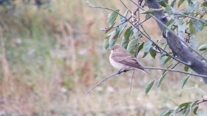 Spotted Flycatcher