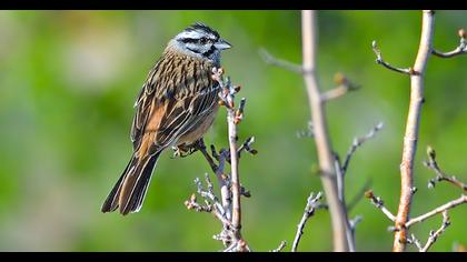 Rock Bunting