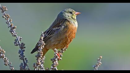 Ortolan Bunting