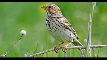 Corn Bunting