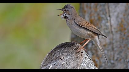 Common Whitethroat