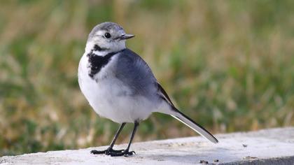 White Wagtail