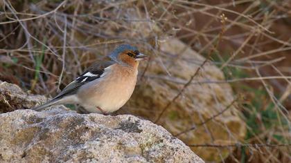 Common Chaffinch