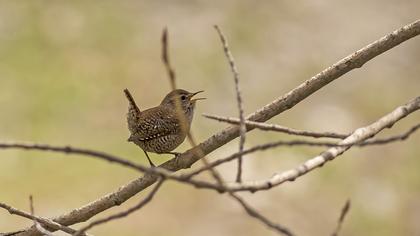 Eurasian Wren