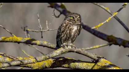 Little Owl