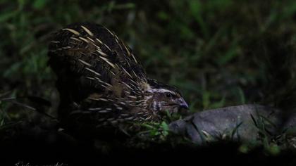 Common Quail