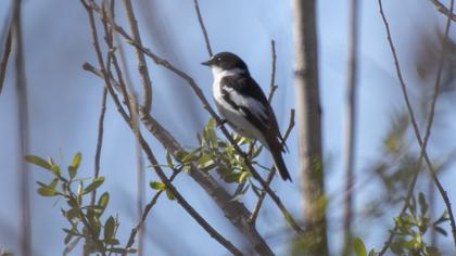 Semicollared Flycatcher