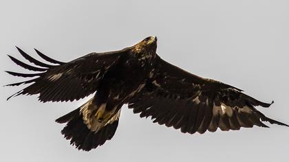 Golden Eagle
