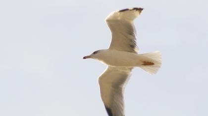 Yellow-legged Gull