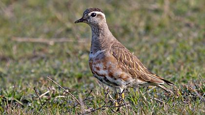 Eurasian Dotterel