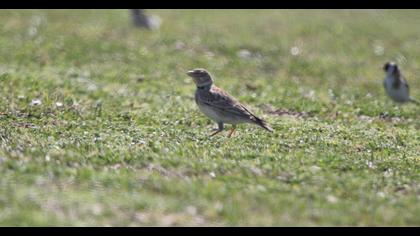 Calandra Lark