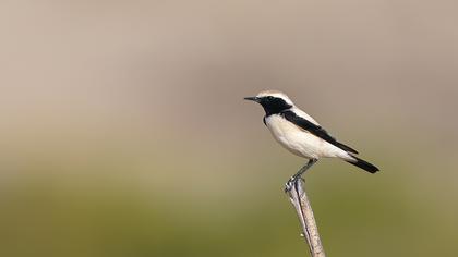 Desert Wheatear