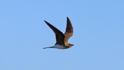 Collared Pratincole