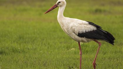 White Stork