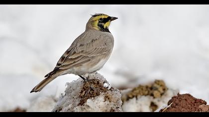 Horned Lark