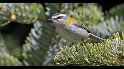 Common Firecrest