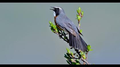 White-throated Robin