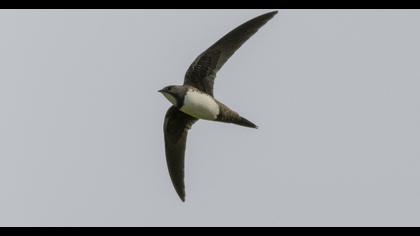 Alpine Swift