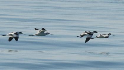 Pied Avocet