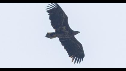 White-tailed Eagle
