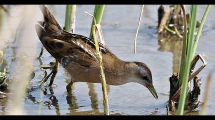 Little Crake