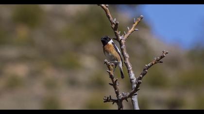 European Stonechat