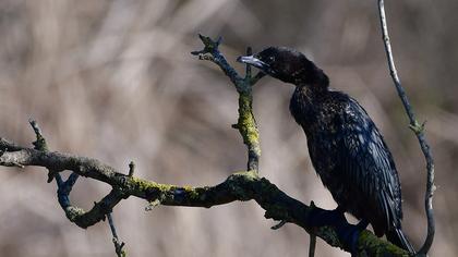Pygmy Cormorant